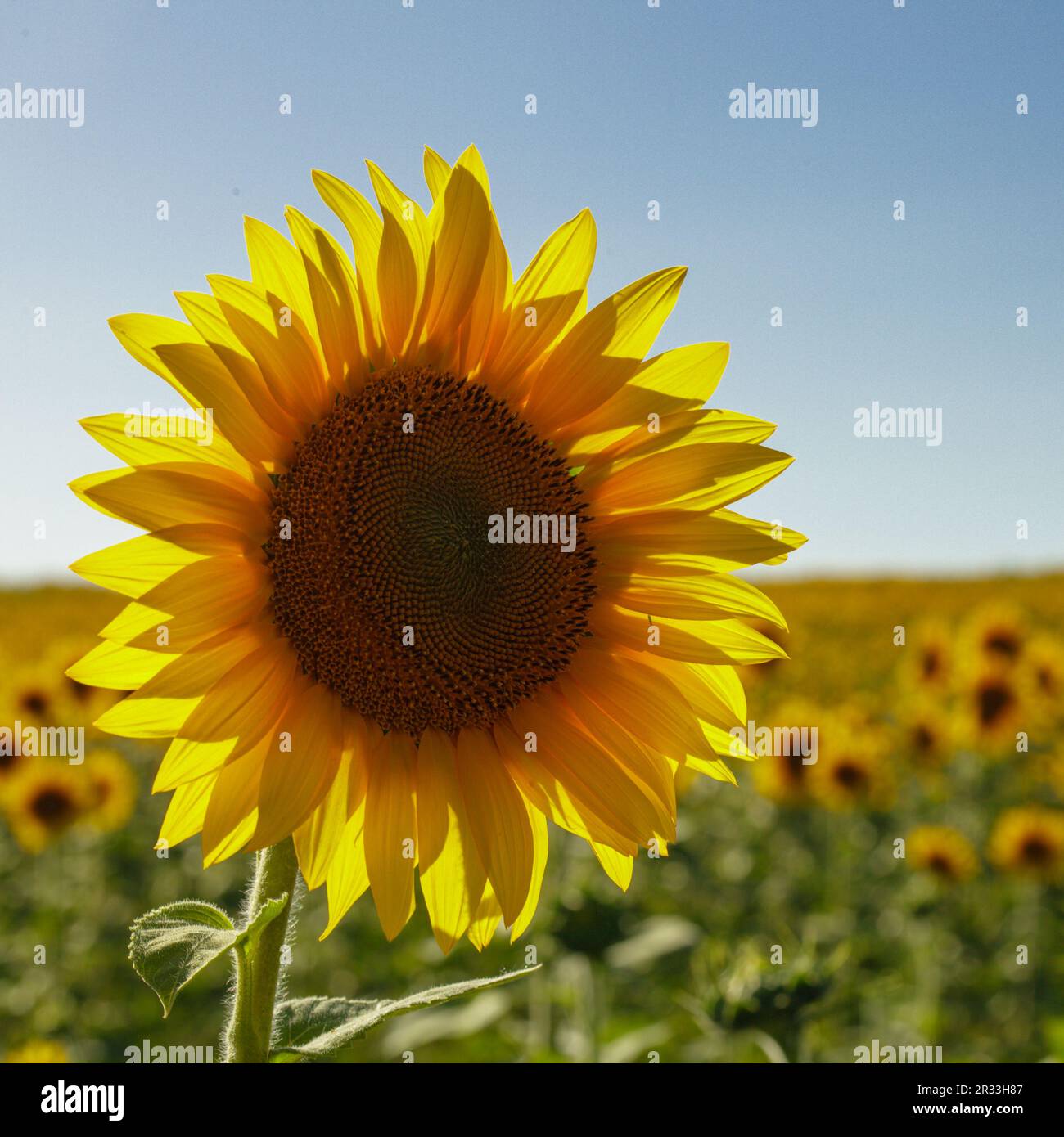 Champ de tournesols Banque D'Images