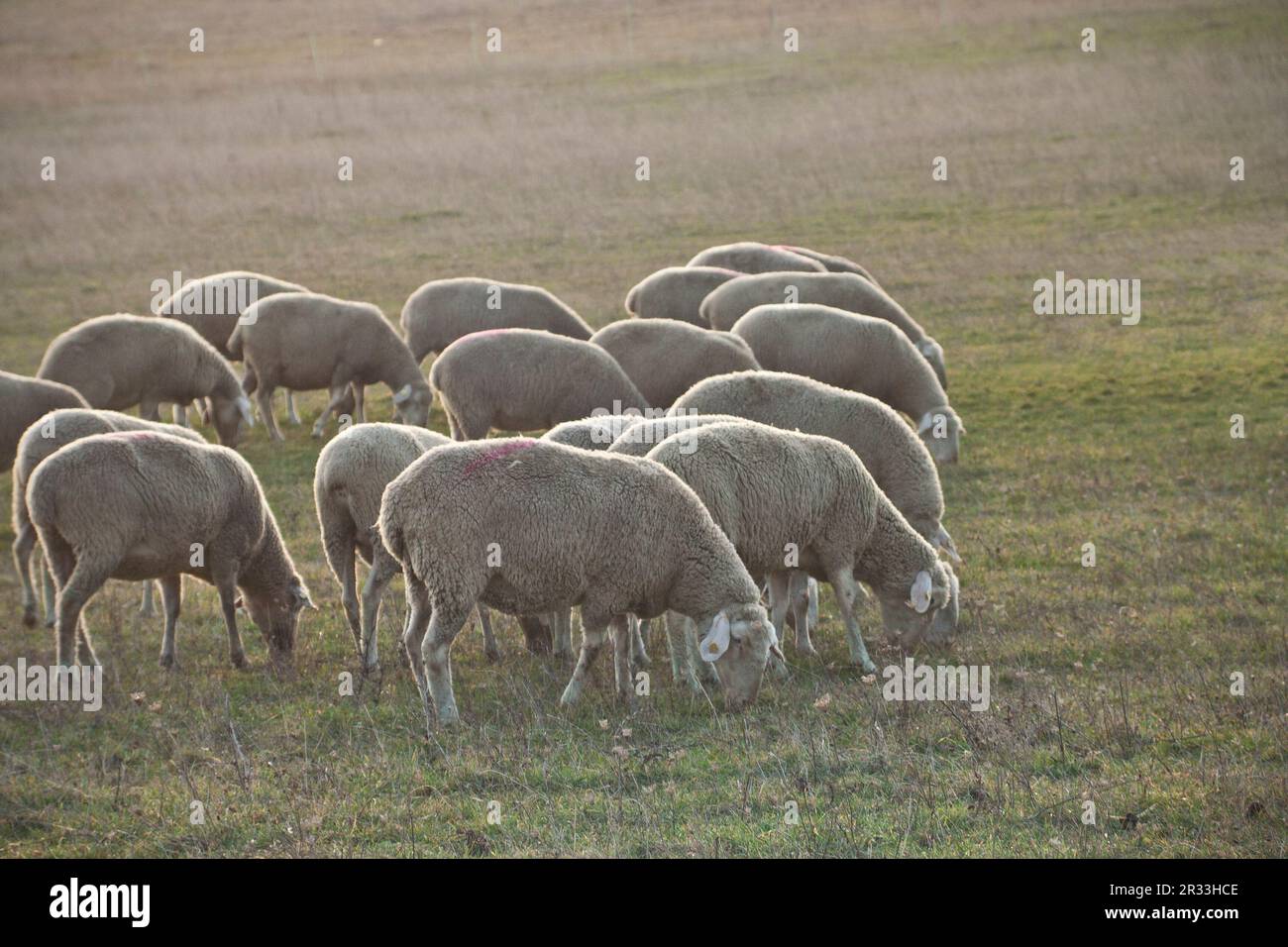 Troupeau de moutons Banque D'Images