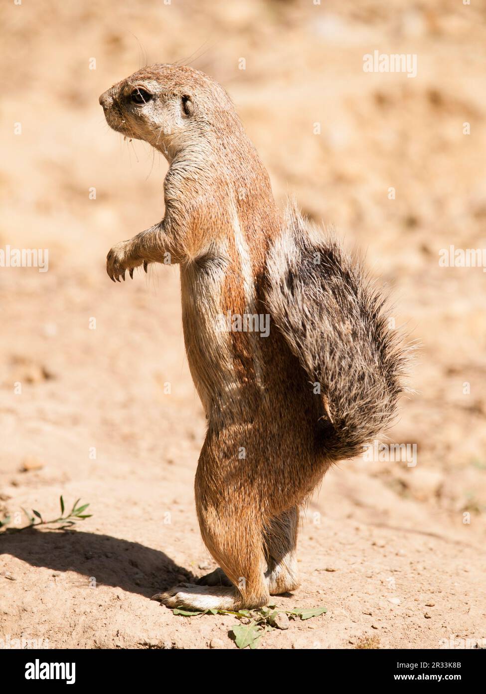 Écureuil de terre sud-africain - Xerus inauris - observer le quartier de près Banque D'Images