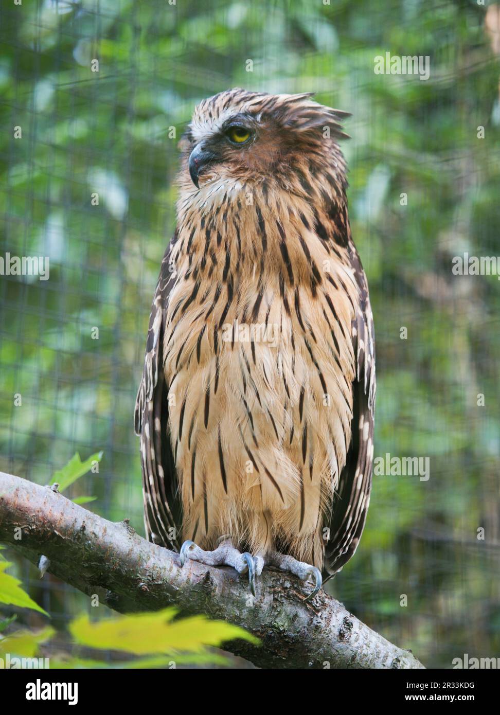 Hibou des poissons malais - Ketupa ketupu Banque D'Images