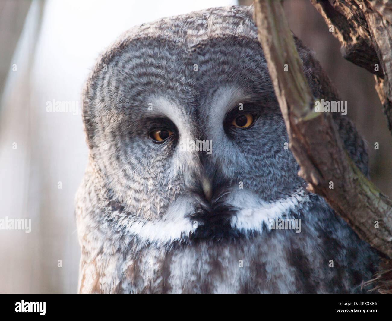 Portrait du grand hibou gris - Strix nebulosa Banque D'Images