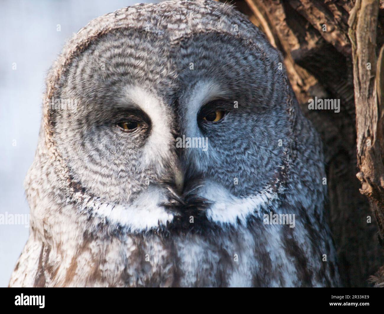 Portrait du grand hibou gris - Strix nebulosa Banque D'Images