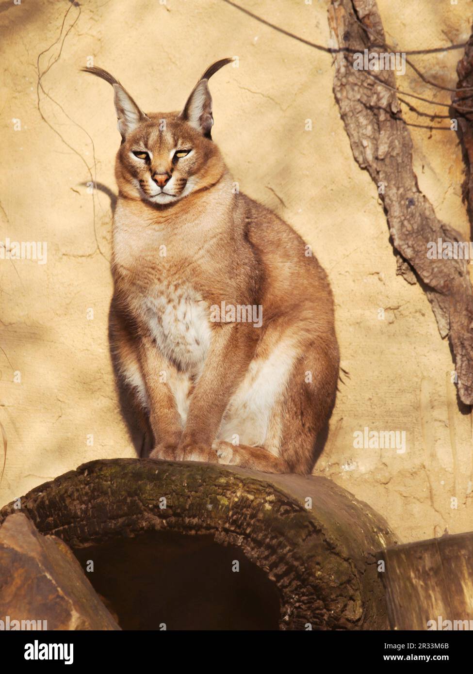 Lynx du désert Rooikat - Caracal caracal - gros chat sauvage d'Afrique Banque D'Images