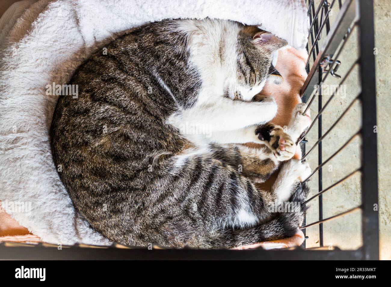 Chat endormi dans la cage Banque D'Images