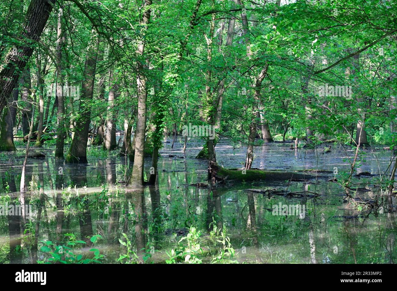 Basse-Autriche, Autriche. Réserve naturelle de Marchauen dans la plaine inondable de la Mars Banque D'Images