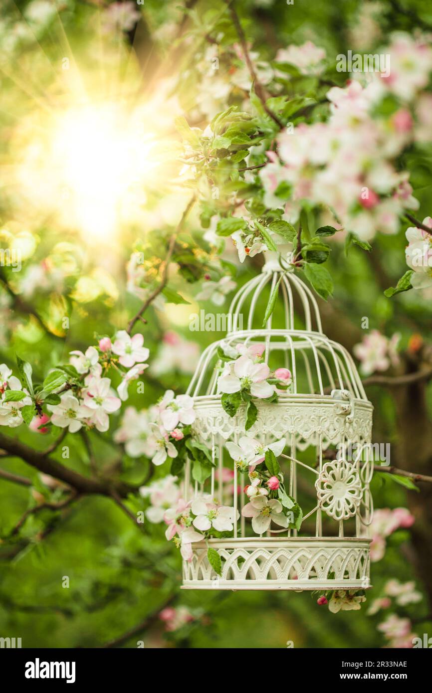 Cage à oiseaux - décor romantique Banque D'Images