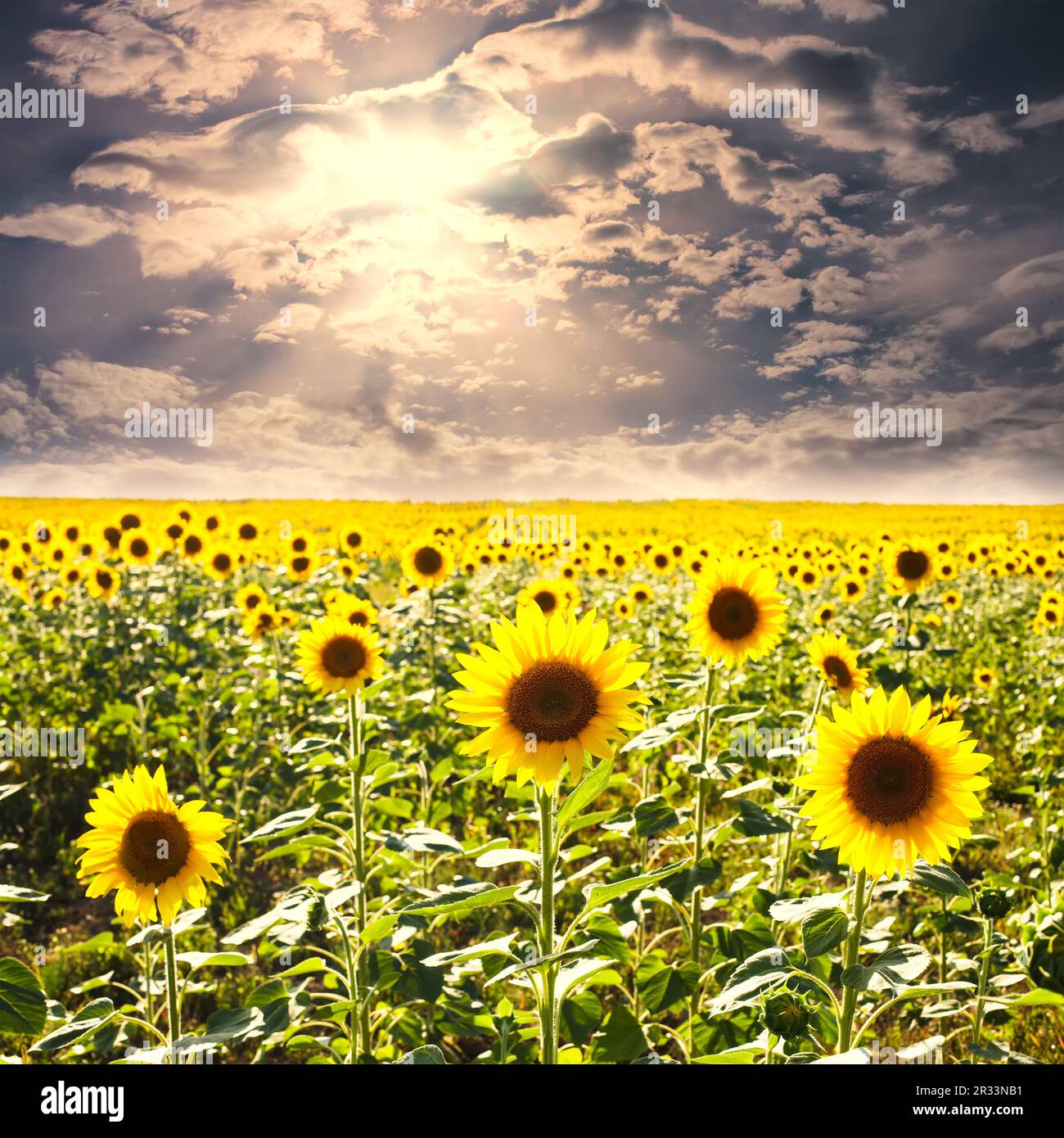 Champ de tournesols Banque D'Images