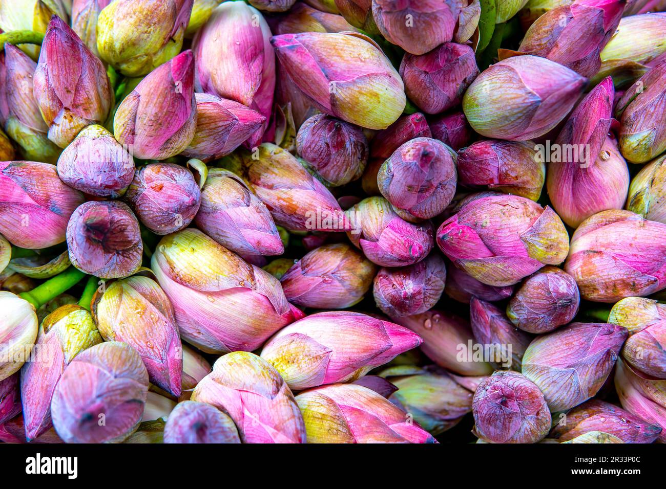 Un groupe de fleurs de lotus multicolores, chaque bourgeon délicat tenant la promesse de la beauté et de la grâce. Image de fleur de Lotus en haute résolution. Banque D'Images