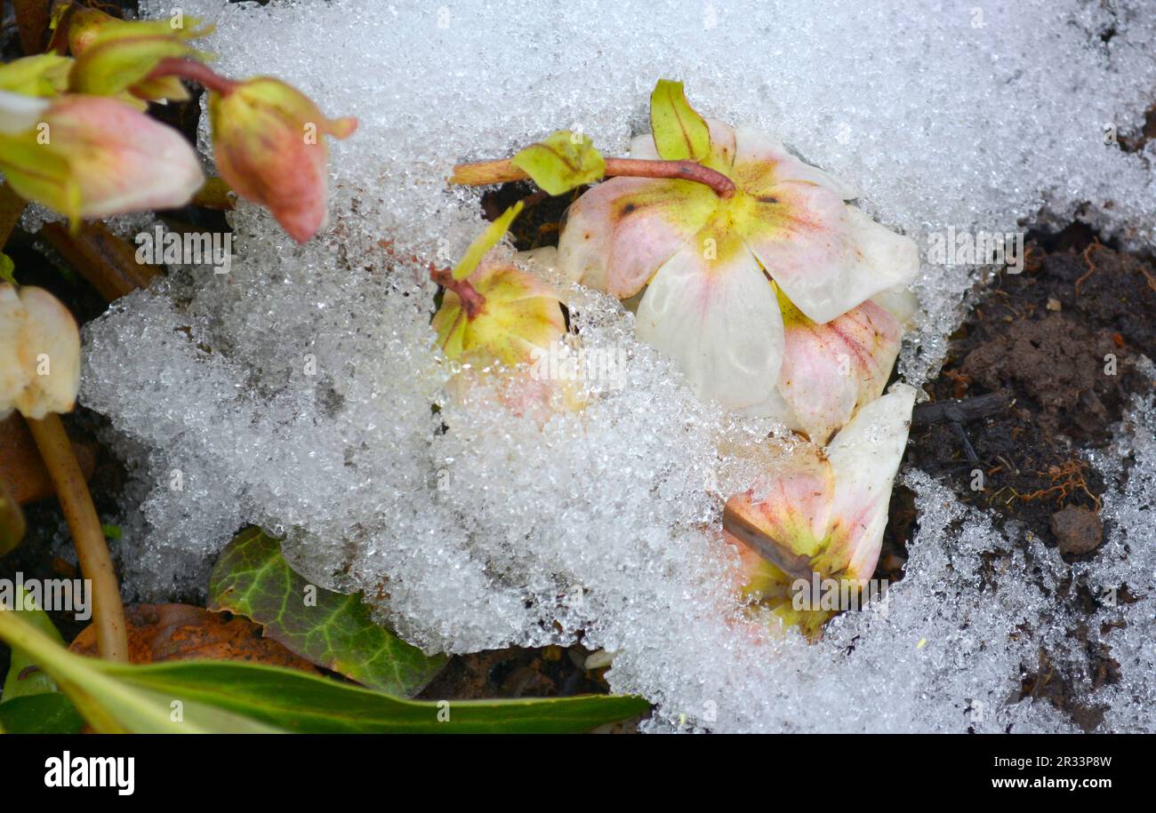 Rose des neiges (Helleborus niger) Banque D'Images