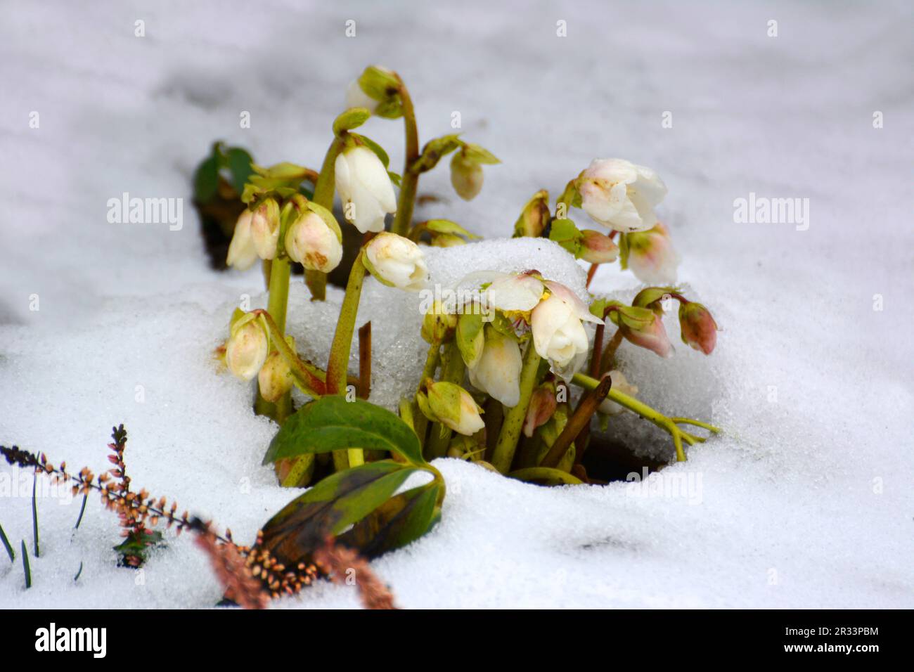 Rose des neiges (Helleborus niger) Banque D'Images