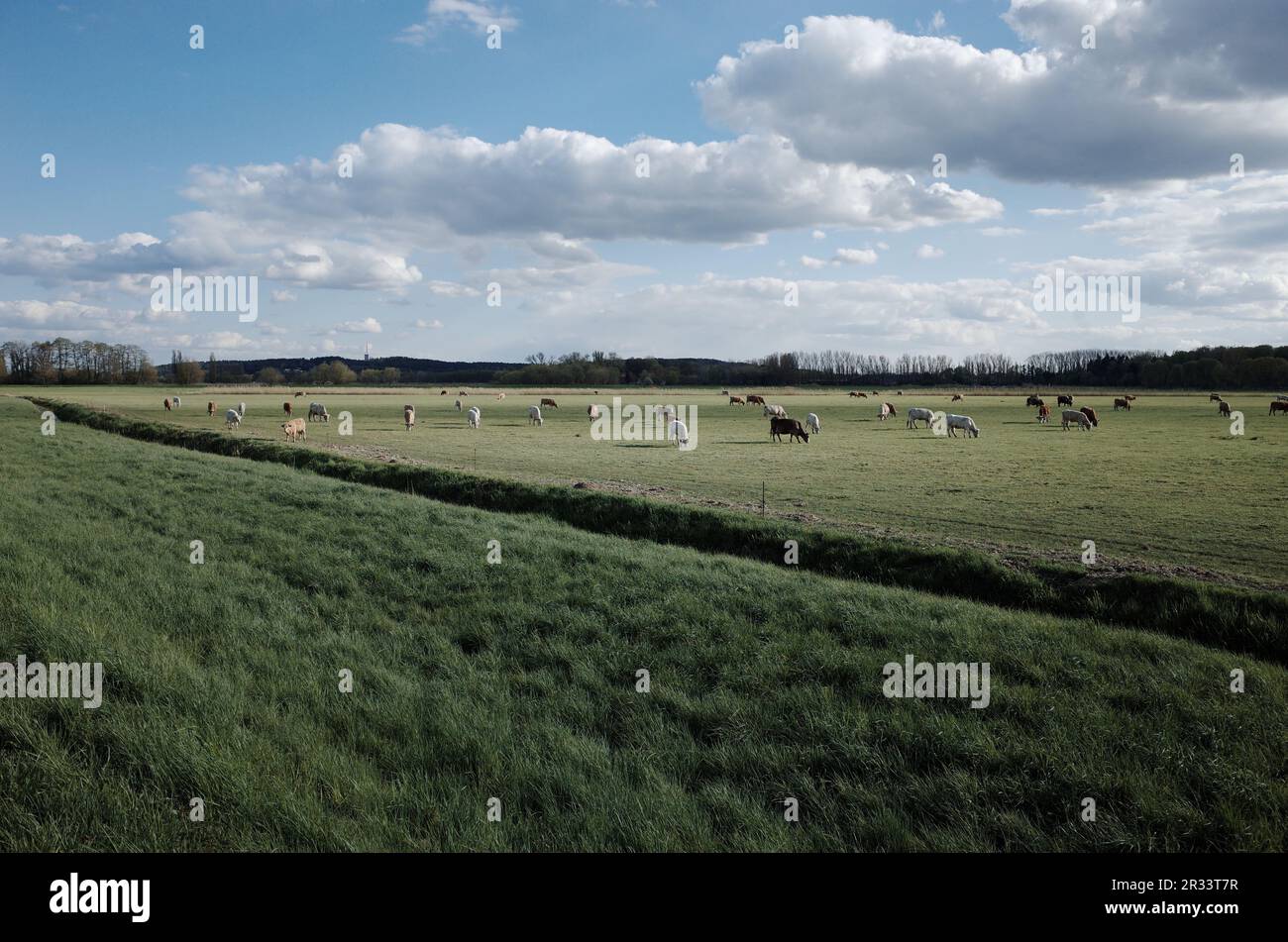 vaches dans un champ dans le brandebourg Banque D'Images