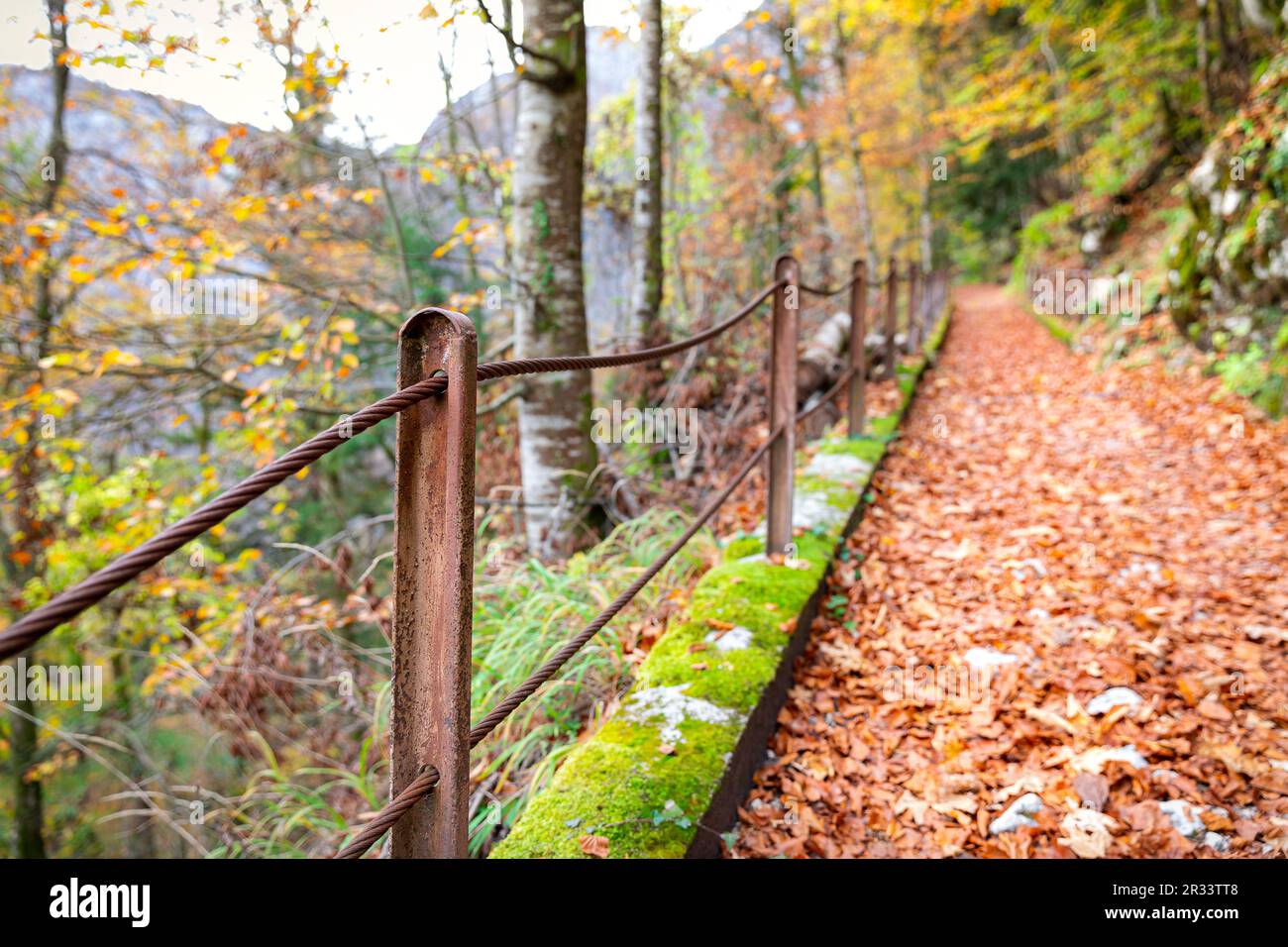 Passerelle naturelle couverte de feuilles brunes et de mousse verte avec clôture rouillée à l'intérieur de la forêt pendant l'automne. Banque D'Images