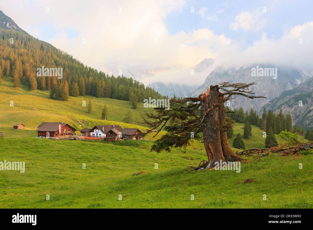 Alpage alpine dans la lumière du premier matin, Tyrol, Tyrol Banque D'Images