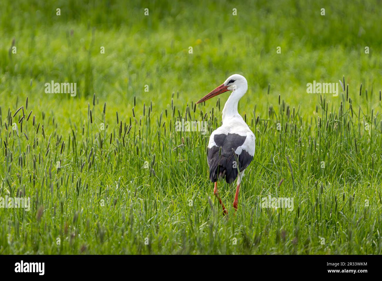 Une jeune cigogne blanche s'étale à travers de l'herbe haute et verte. Son regard aiguisé pour une proie possible. À proximité se trouve son eyrie, où les jeunes attendent déjà f Banque D'Images