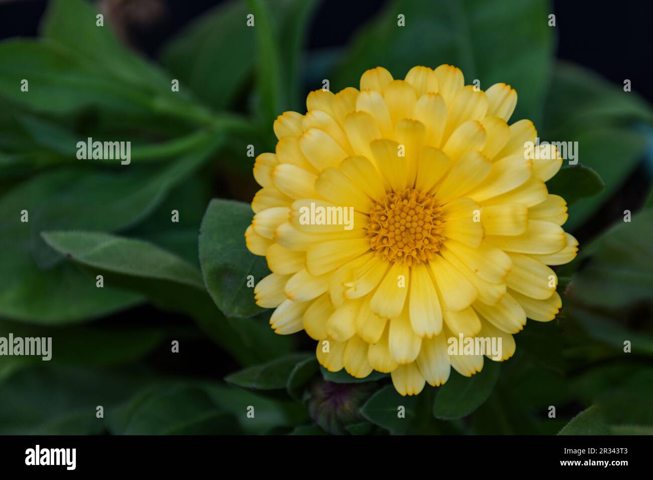 Vue en gros plan de la fleur de Calendula jaune Banque D'Images
