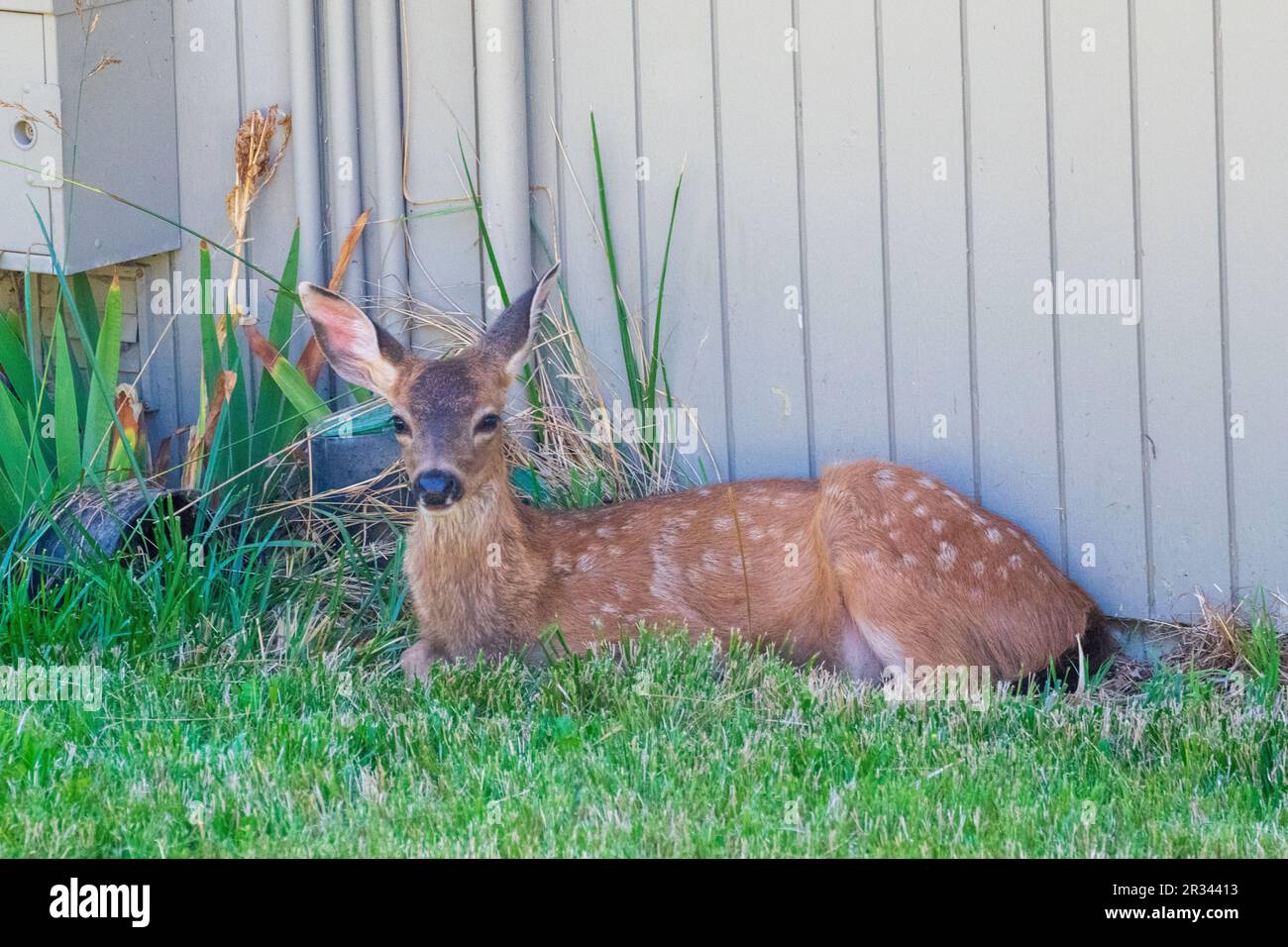 Chevreuil fauve pondre dans le jardin près de la maison, Washington, États-Unis Banque D'Images