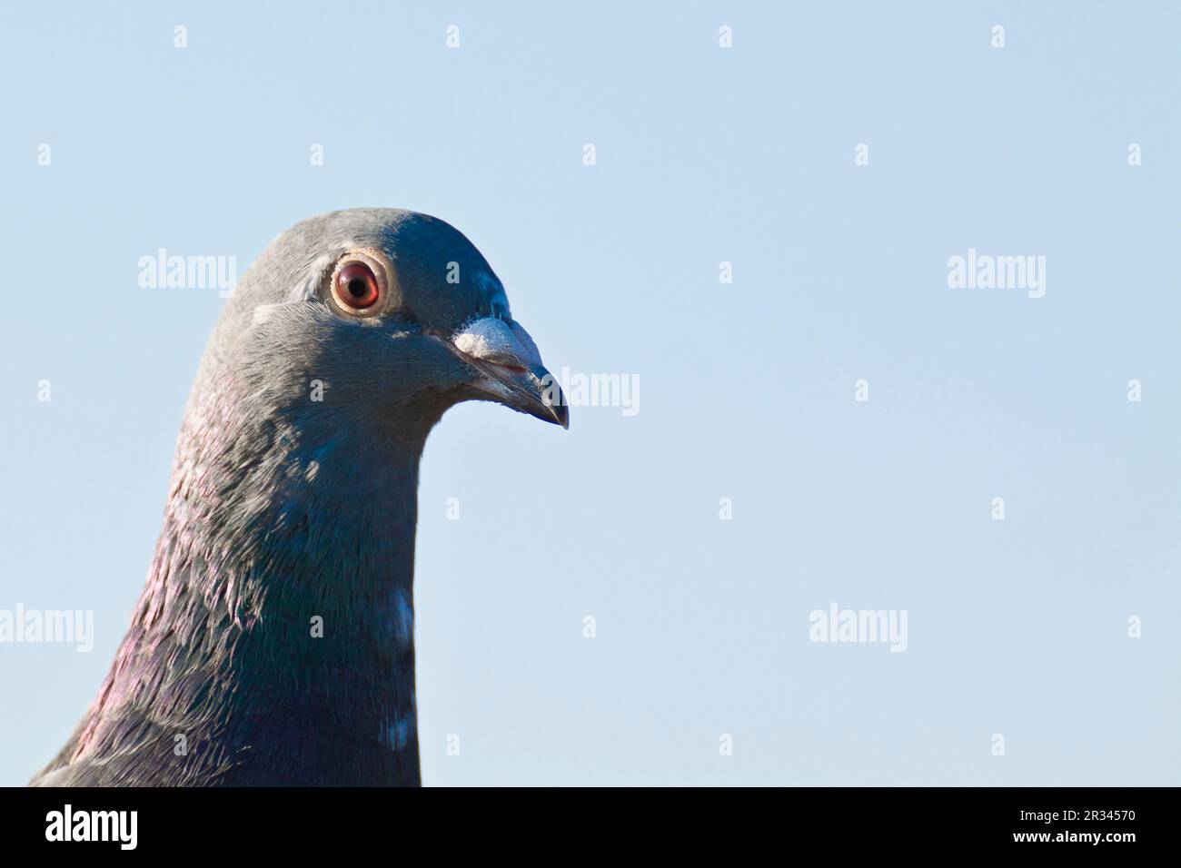 Pigeon de course Banque D'Images