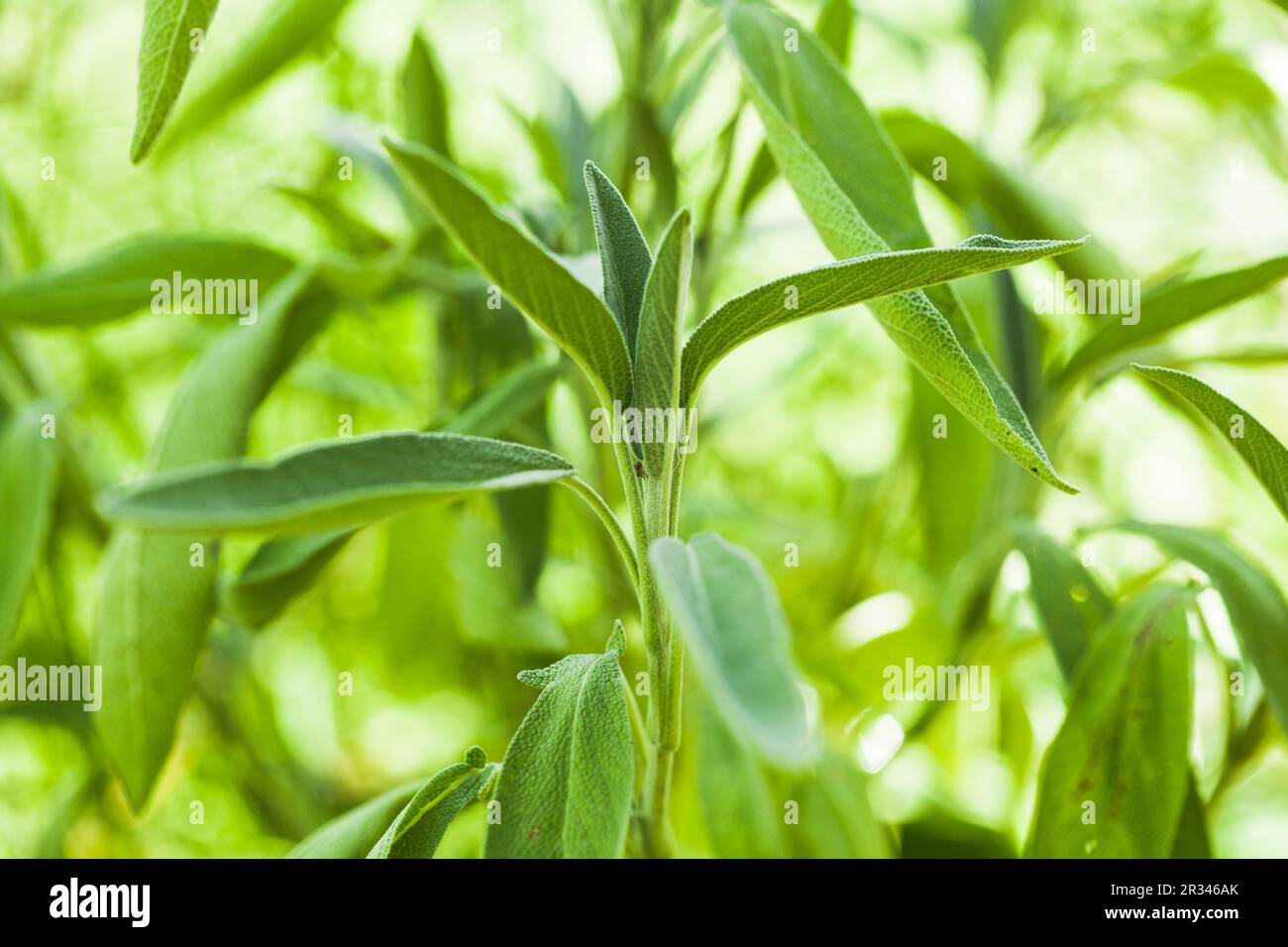 Sauge Banque D'Images