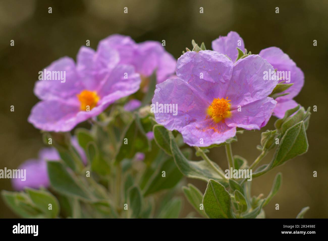 Estepa Blanca (Cistus albidus). Puig de Randa.Llucmajo-Algaidar.Mallorca.Baleares.España. Banque D'Images