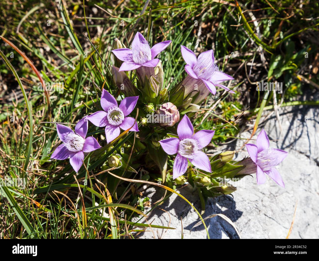 Gentianella germanica Chiltern gentian Banque D'Images