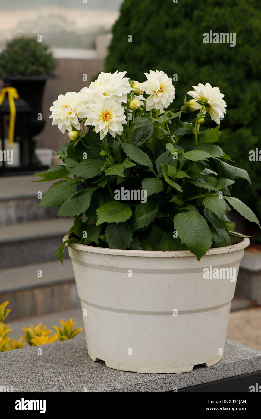 Perche blanc Dahlia Tuber dans la nature. Dahlia hortensis blanc Banque D'Images