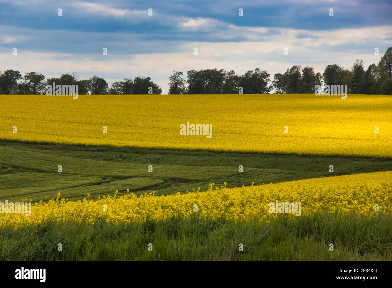 Champs de colza fleuris dans la Weserbergland au printemps près de Höxter, en Allemagne Banque D'Images