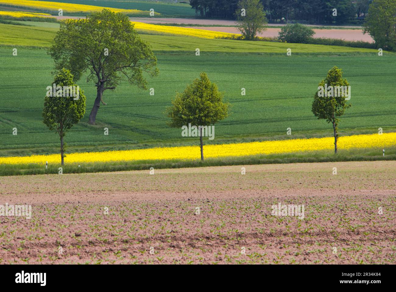 Champs de colza fleuris dans la Weserbergland au printemps près de Höxter, en Allemagne Banque D'Images