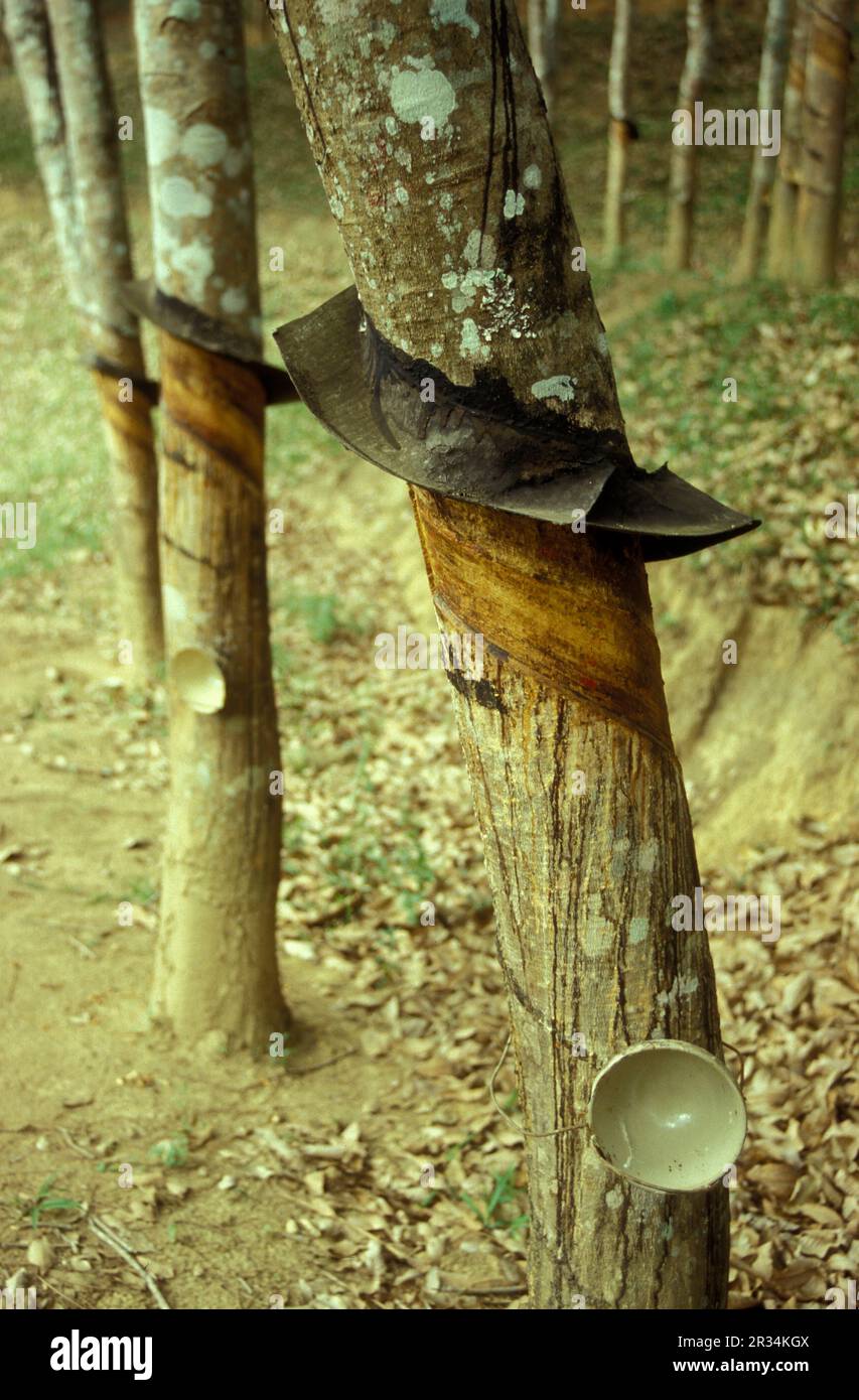 Une plantation d'arbres en caoutchouc près de la ville de Menghai, dans la province du Yunnan, en Chine, en Asie de l'est. Chine, Yunnan, avril 1996 Banque D'Images