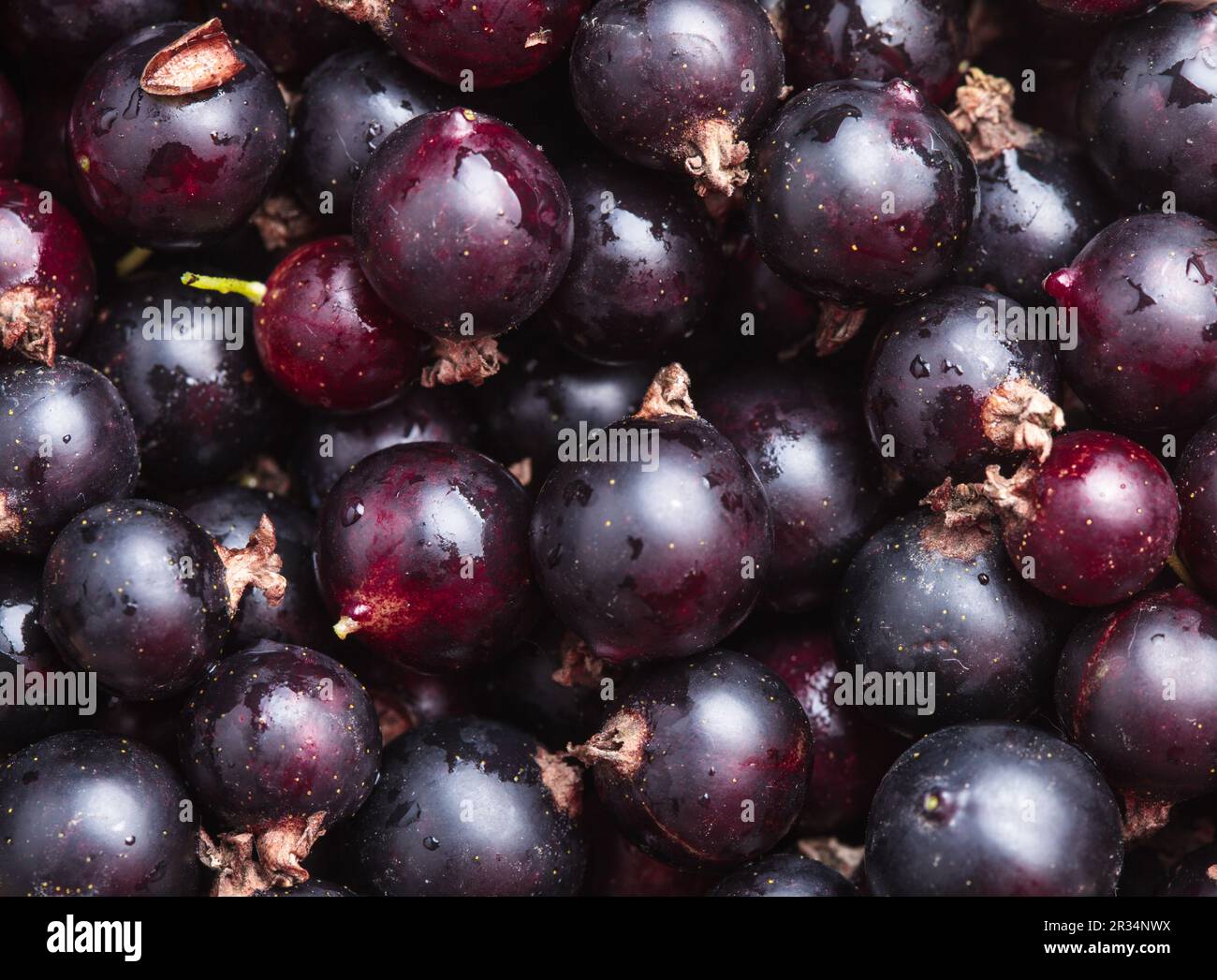 Groseille noire Banque D'Images