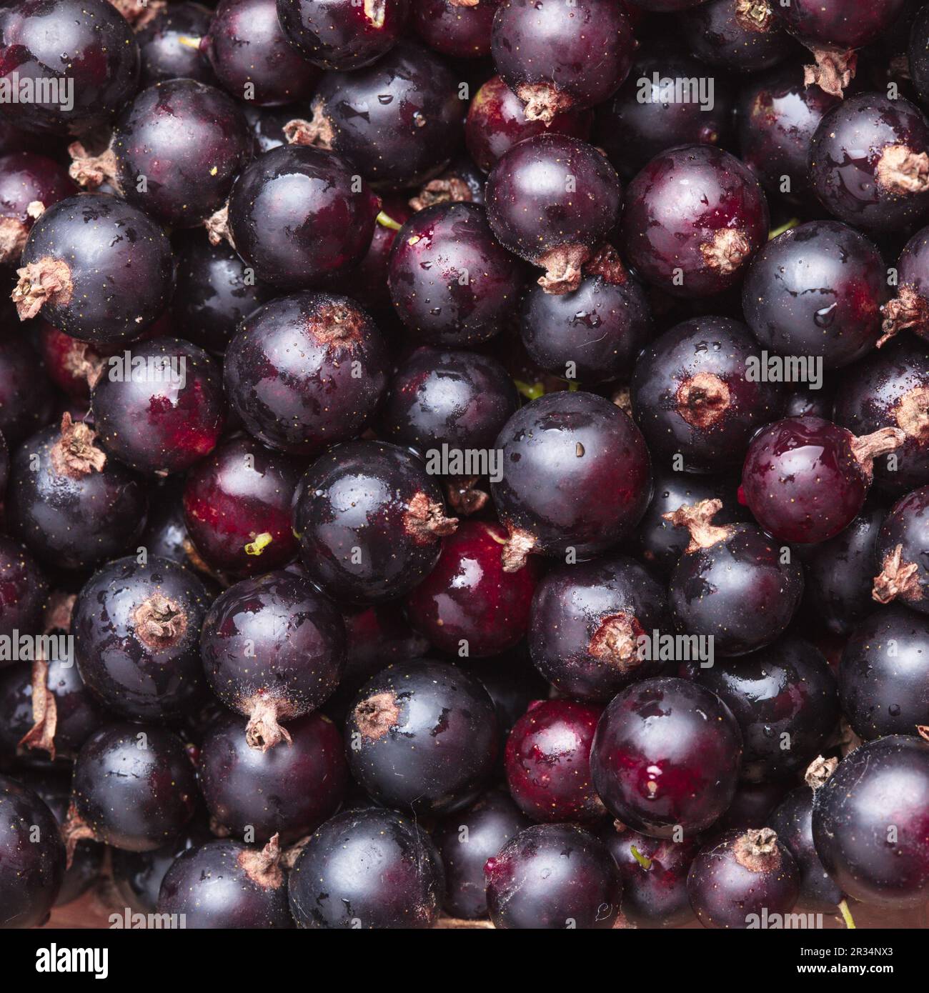 Groseille noire Banque D'Images