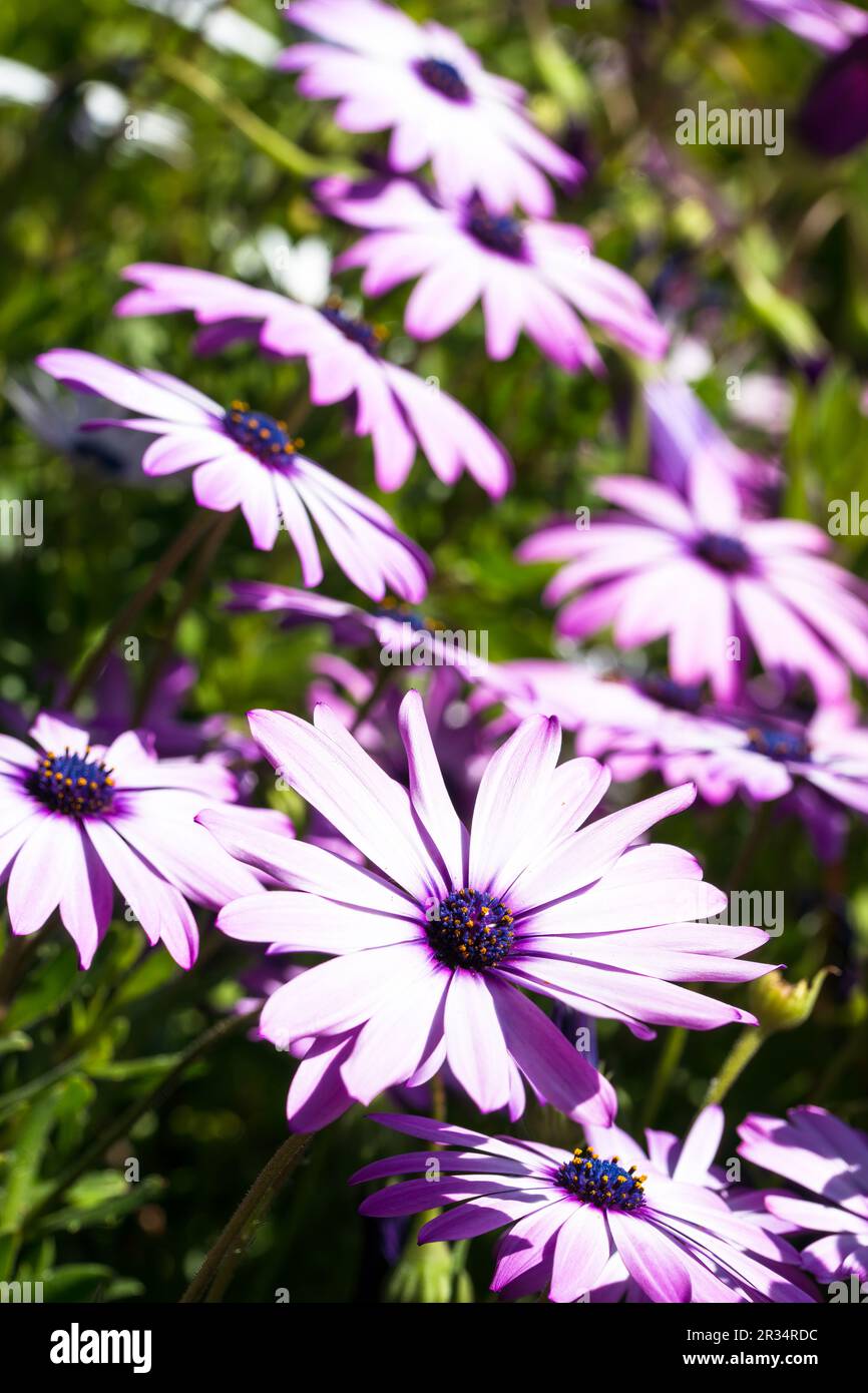 Fleurs de pâquerettes africaines pourpres (Osteospermum) en fleurs Banque D'Images