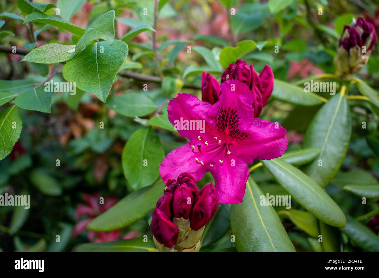 Voodoo Rhododendron Rhododendron species Banque de photographies et d’images à haute ...