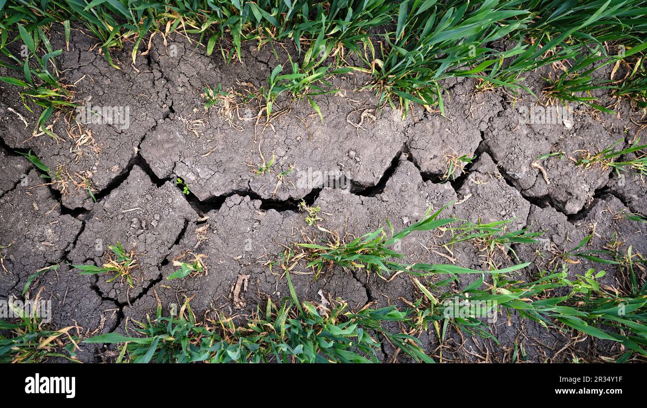 Forte fissure profonde dans un champ agricole sec entouré de jeunes plantes vertes. Causée par une fertilisation chimique intense et non durable et par la sécheresse Banque D'Images