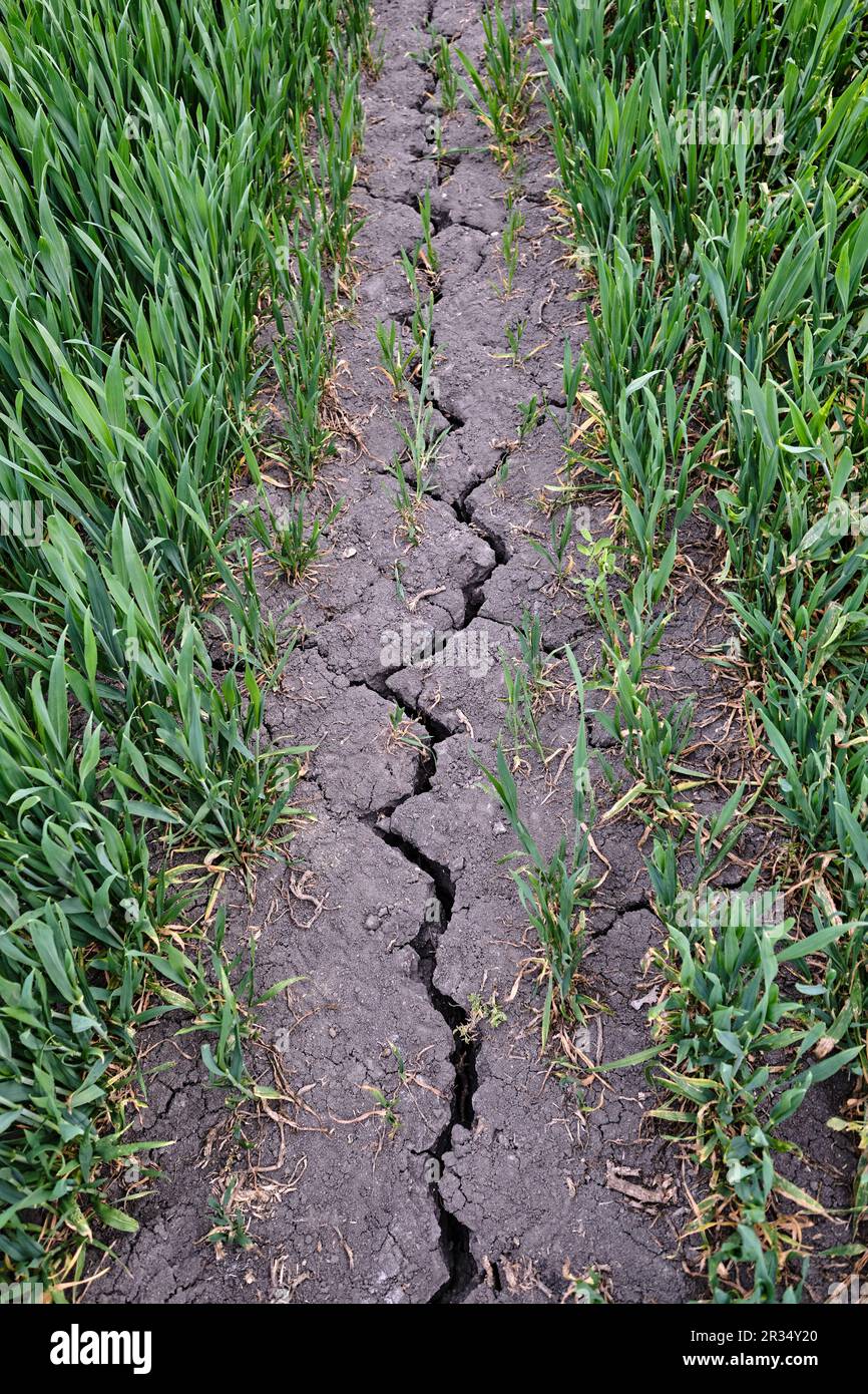 Forte fissure profonde dans un champ agricole sec entouré de jeunes plantes vertes. Causée par une fertilisation chimique intense et non durable et par la sécheresse Banque D'Images