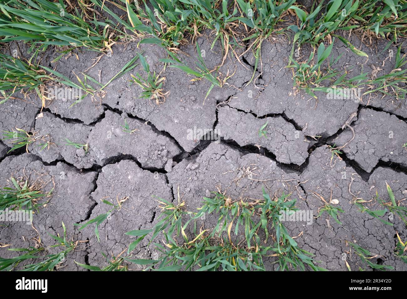 Forte fissure profonde dans un champ agricole sec entouré de jeunes plantes vertes. Causée par une fertilisation chimique intense et non durable et par la sécheresse Banque D'Images