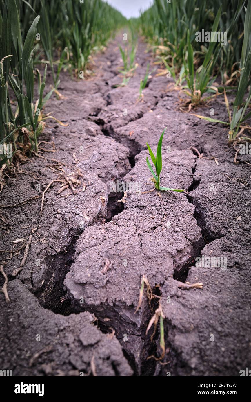 Forte fissure profonde dans un champ agricole sec entouré de jeunes plantes vertes. Causée par une fertilisation chimique intense et non durable et par la sécheresse Banque D'Images