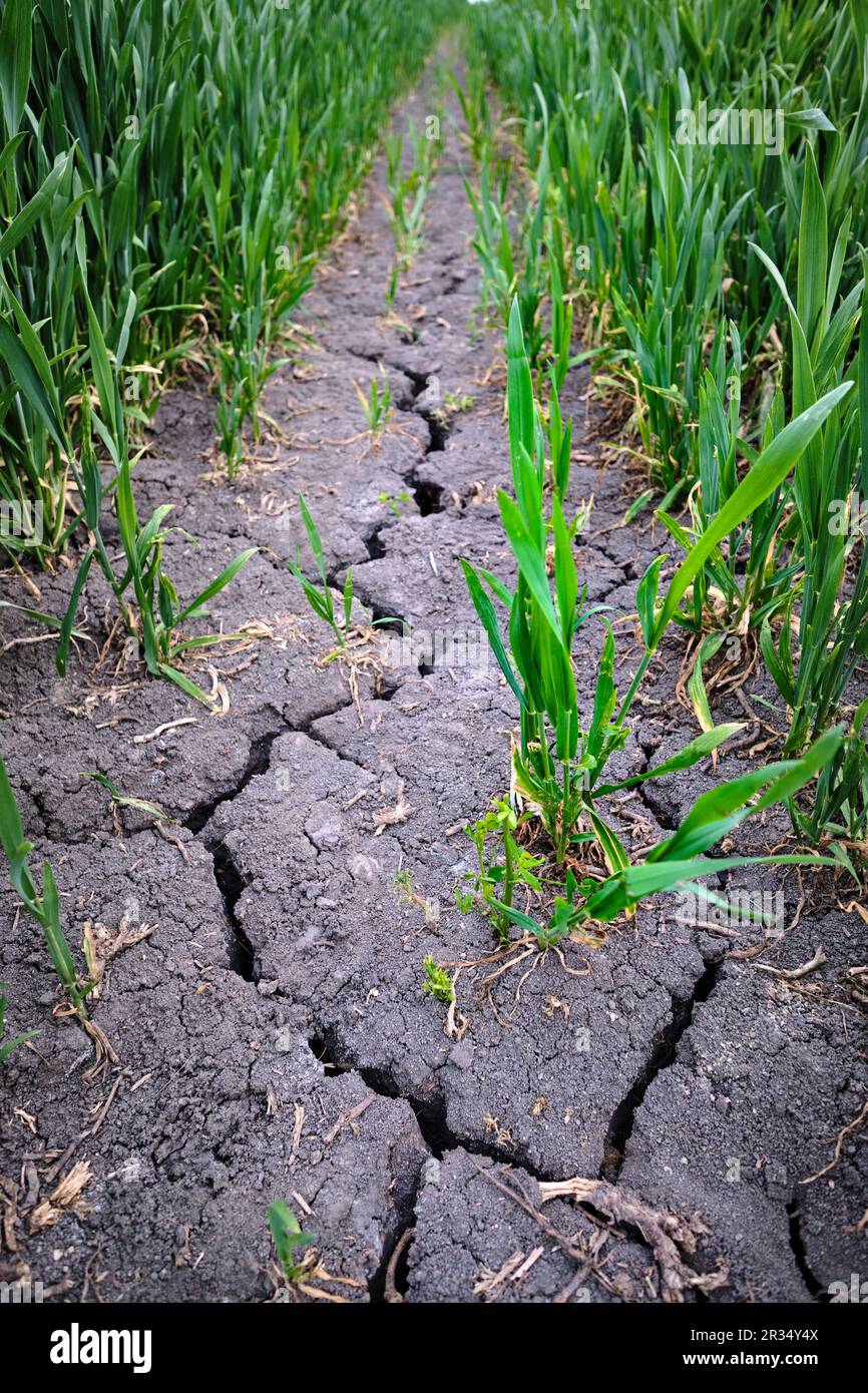 Forte fissure profonde dans un champ agricole sec entouré de jeunes plantes vertes. Causée par une fertilisation chimique intense et non durable et par la sécheresse Banque D'Images