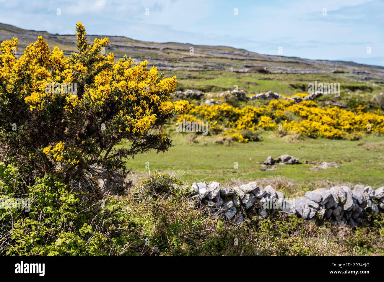 Paysage d'Inis Mór, ou Inishmore, la plus grande des îles d'Aran dans la baie de Galway, au large de la côte ouest de l'Irlande, avec des fleurs jaunes de balai. Banque D'Images
