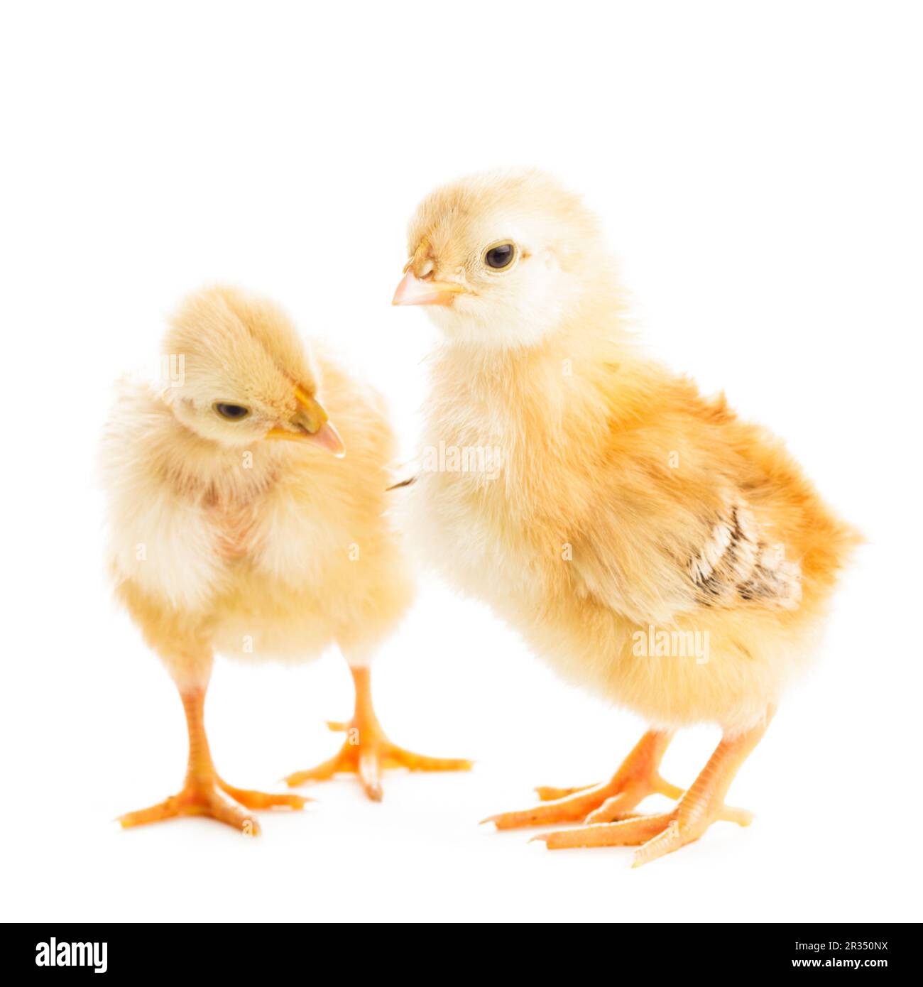 Poussins mignons Banque D'Images