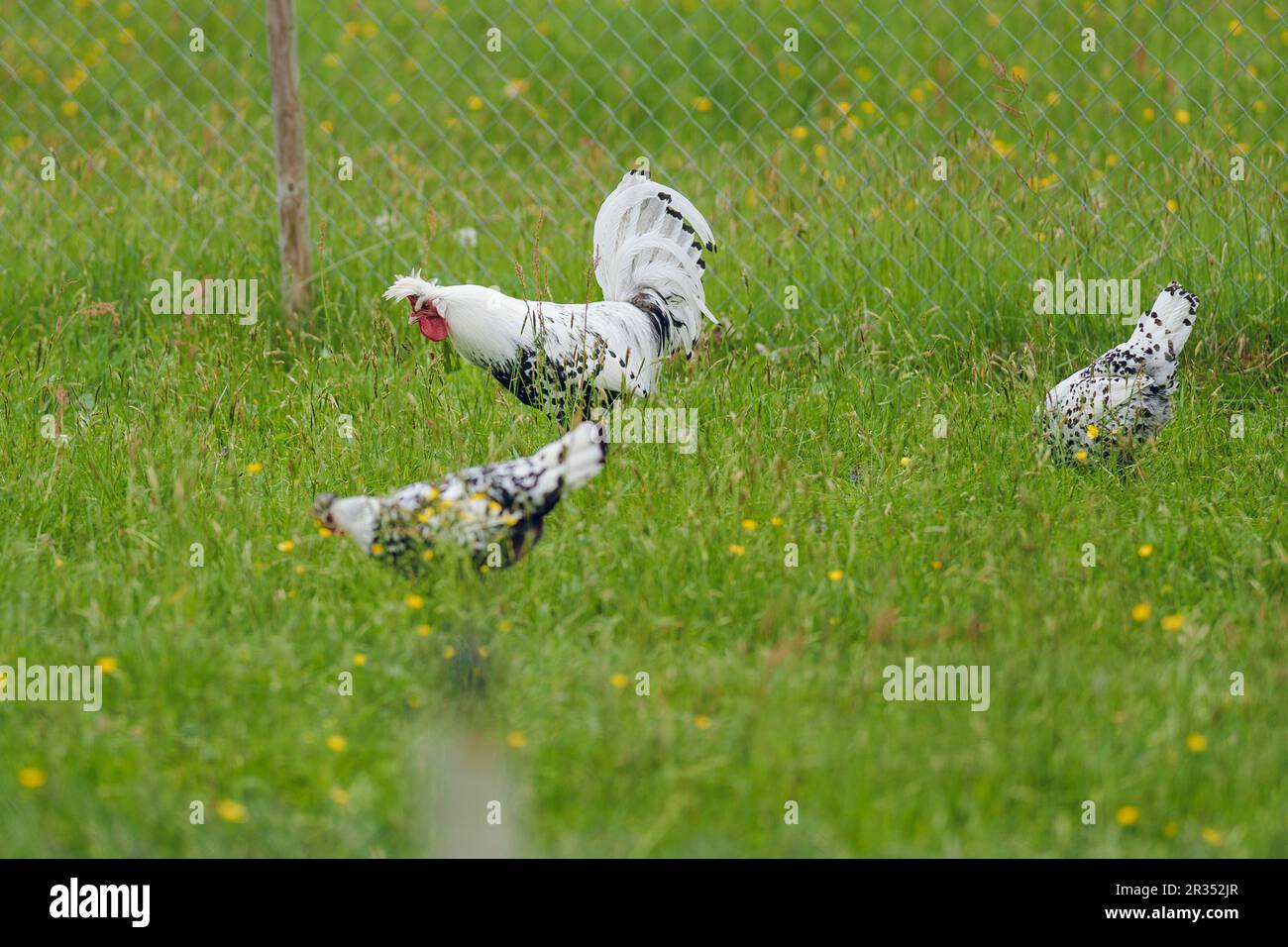 Coq, poule et poulet sur un pré vert Banque D'Images