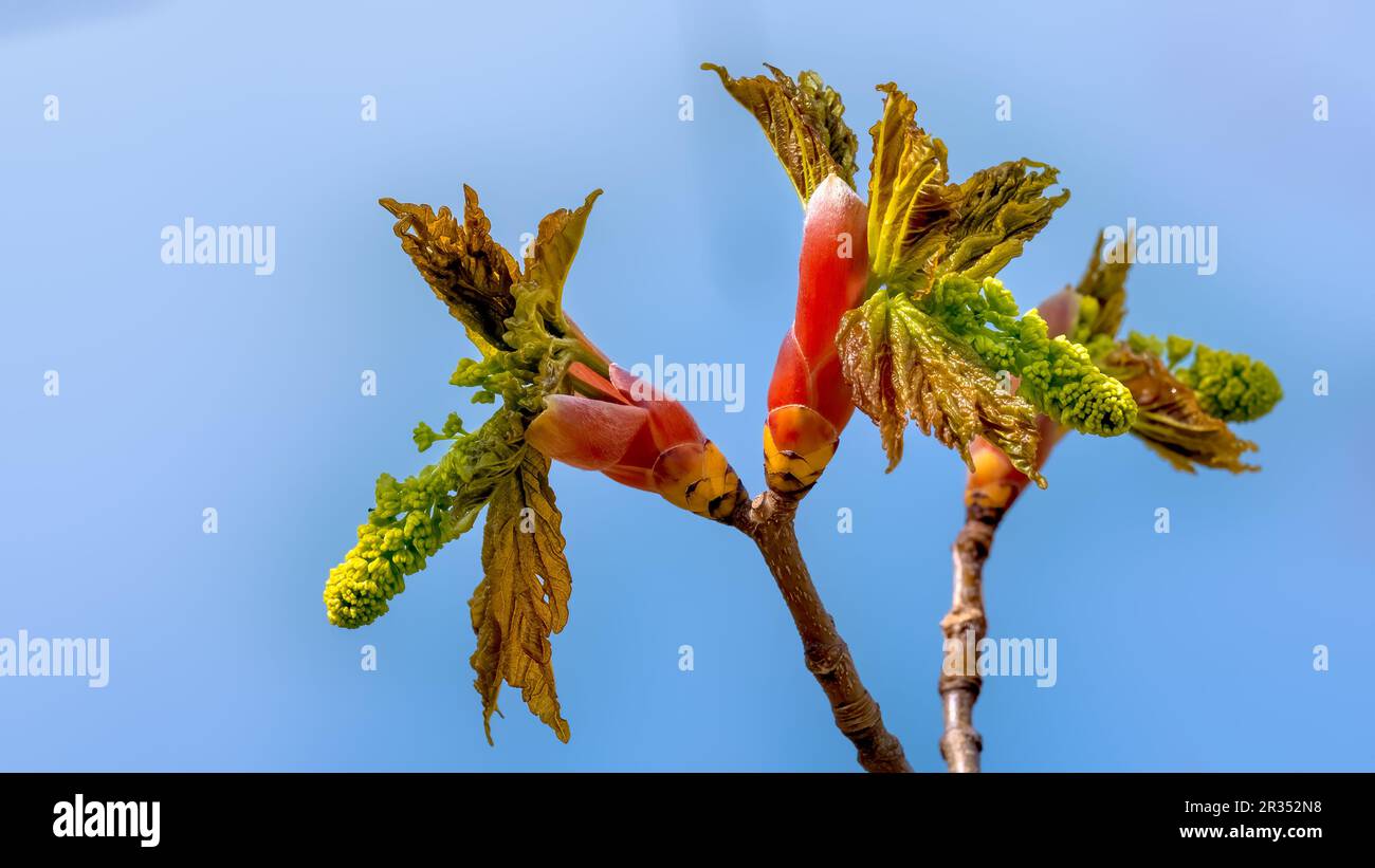 Les feuilles d'érable de Sycamore se désillent des bourgeons printaniers sous un soleil doux contre un ciel bleu Banque D'Images