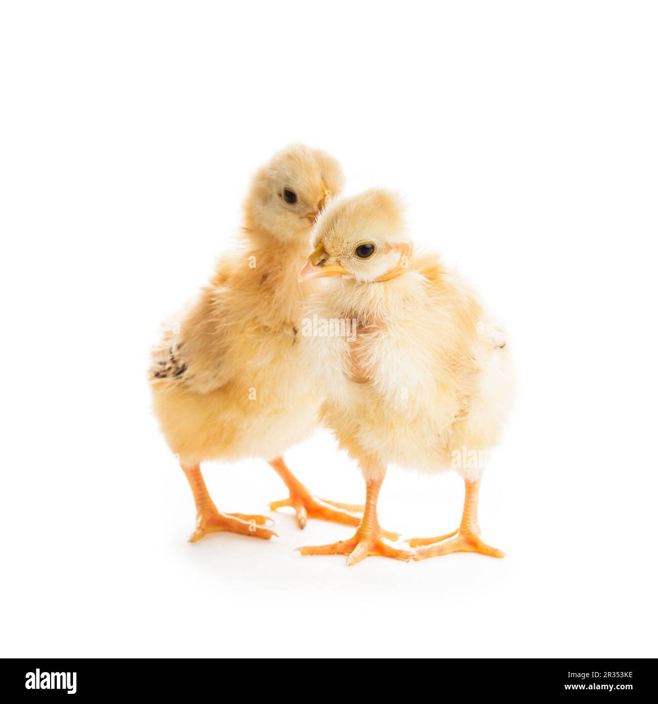 Poussins mignons Banque D'Images