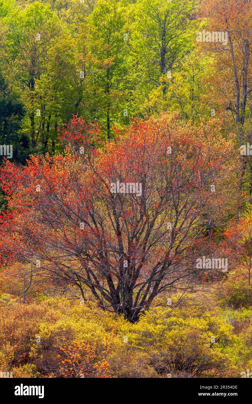 Un marais boisé au printemps dans les montagnes Pocono de Pennsylvanie Banque D'Images