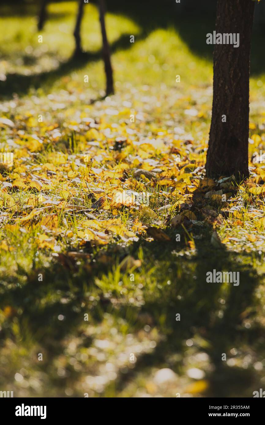 L’automne est le moment Banque D'Images