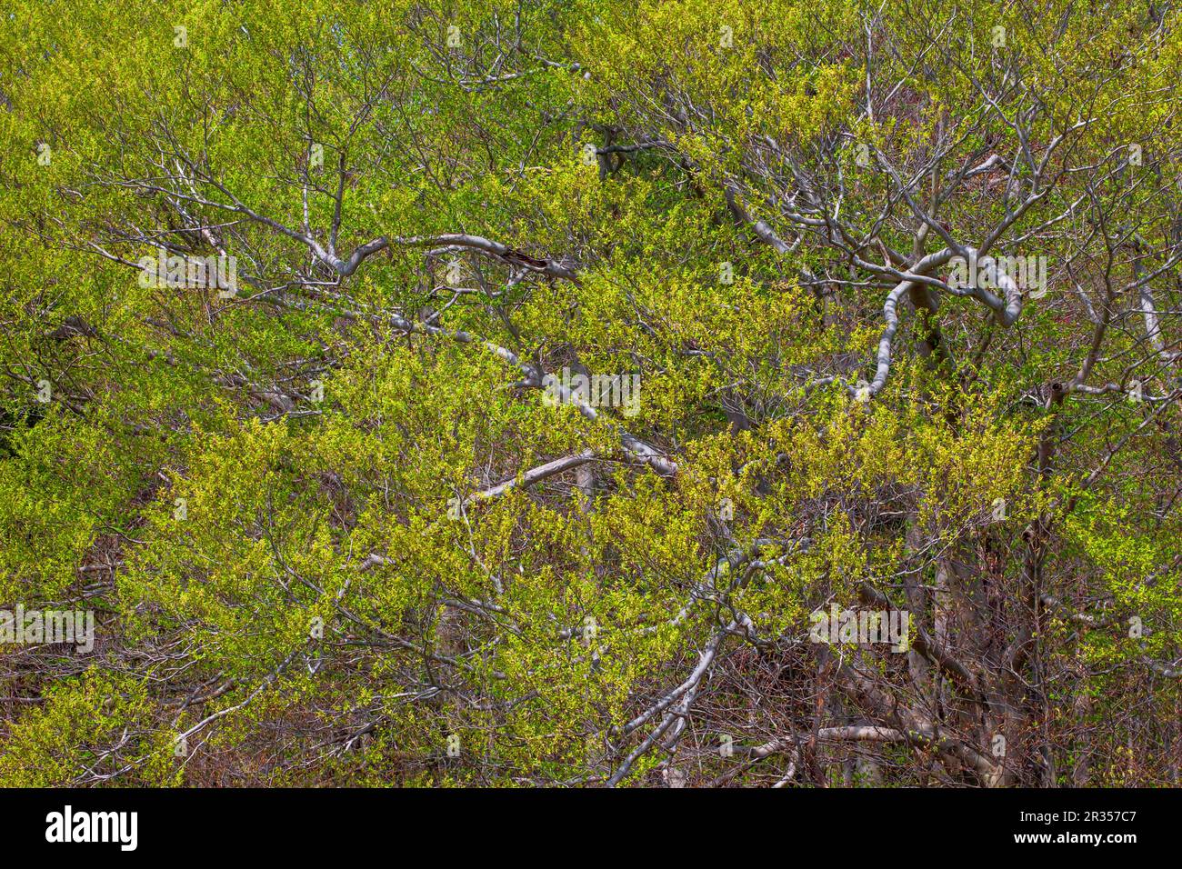 Un hêtre américain au printemps dans les montagnes Pocono en Pennsylvanie Banque D'Images