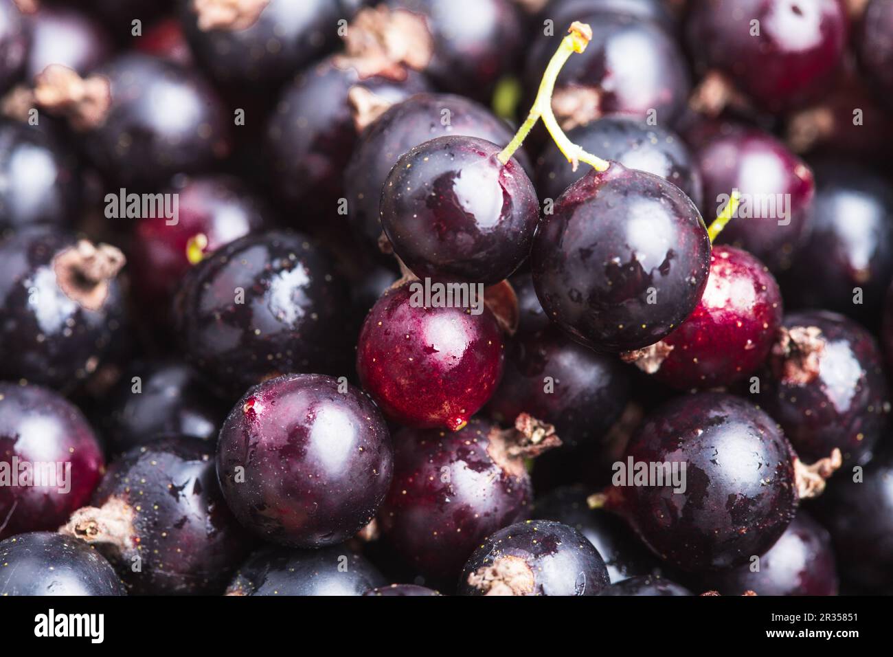 Le cassis Banque D'Images