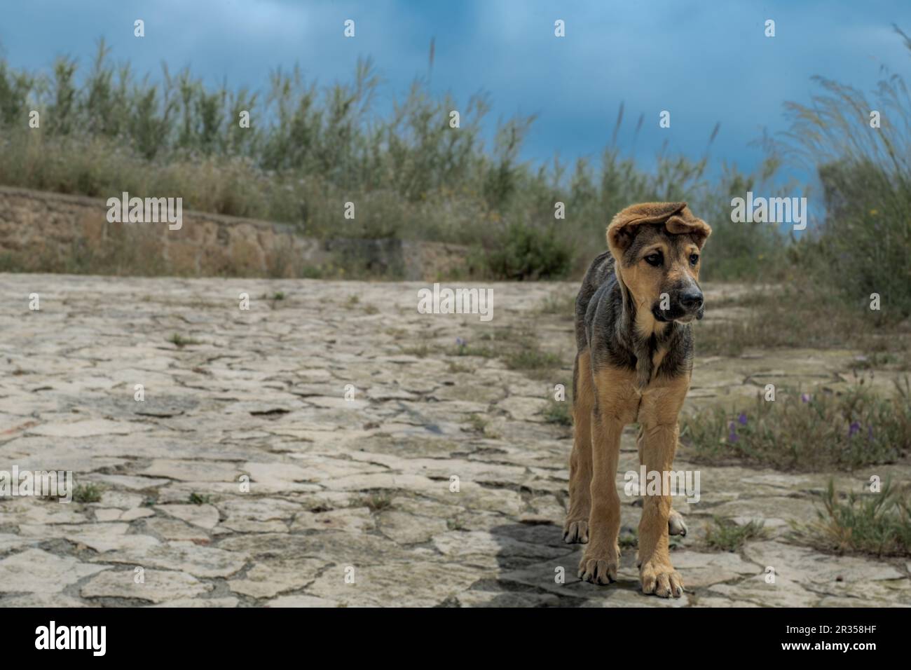 Drôle de jeune chien errant avec les oreilles pliées à Augusta, province de Syracuse, Sicile, Italie Banque D'Images