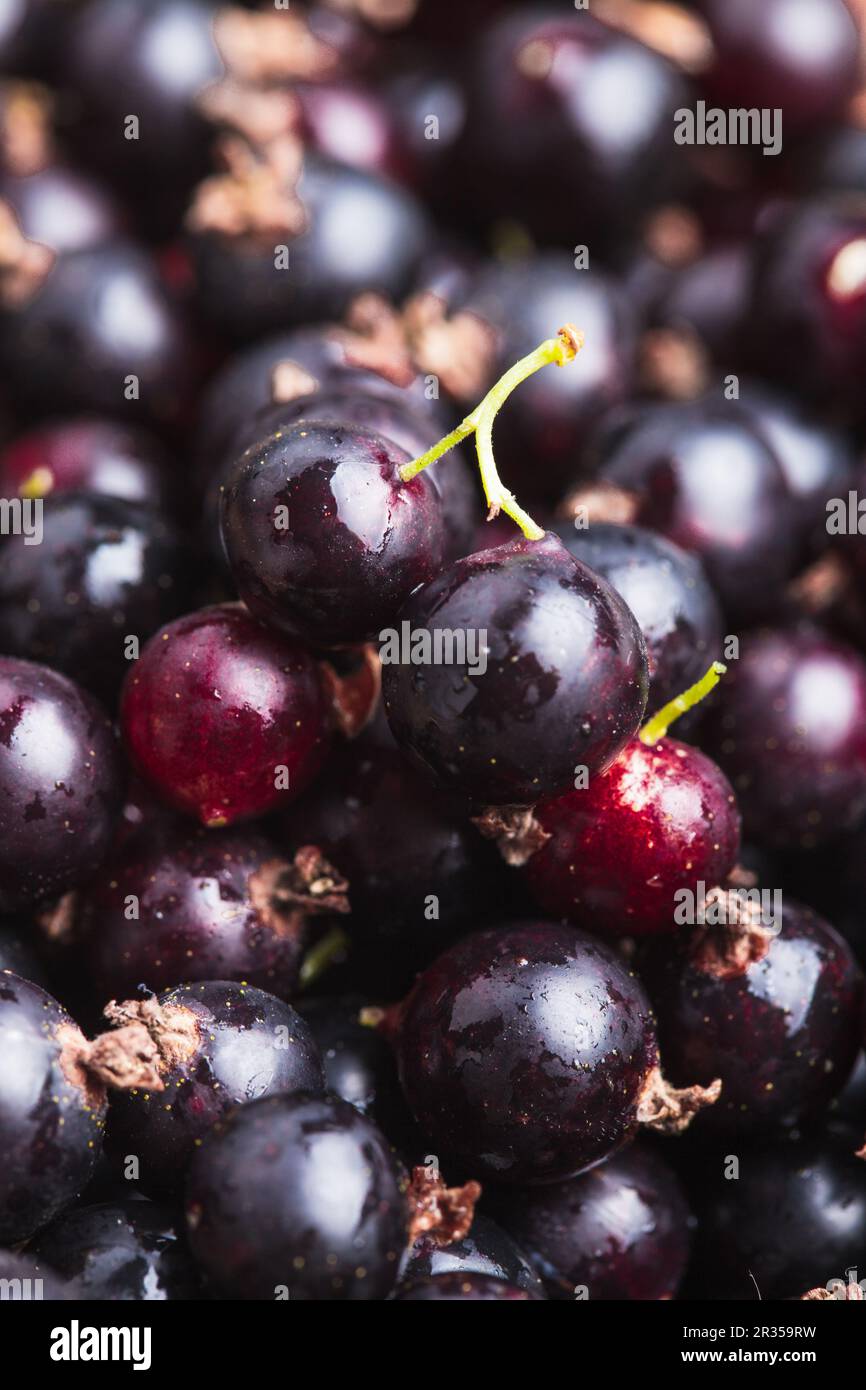 Le cassis Banque D'Images