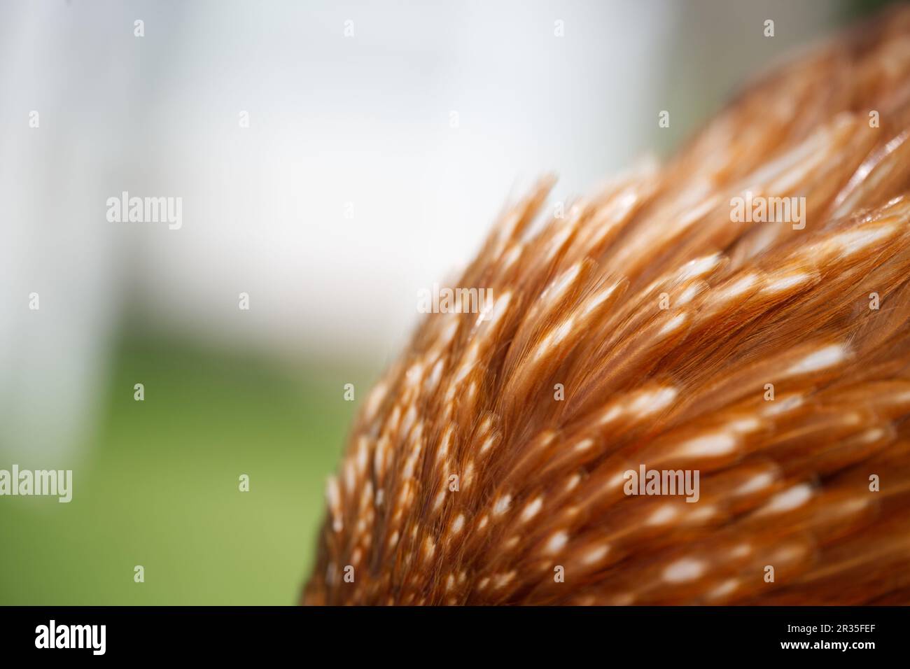 Gallus gallus domesticus - le poulet domestique Banque D'Images