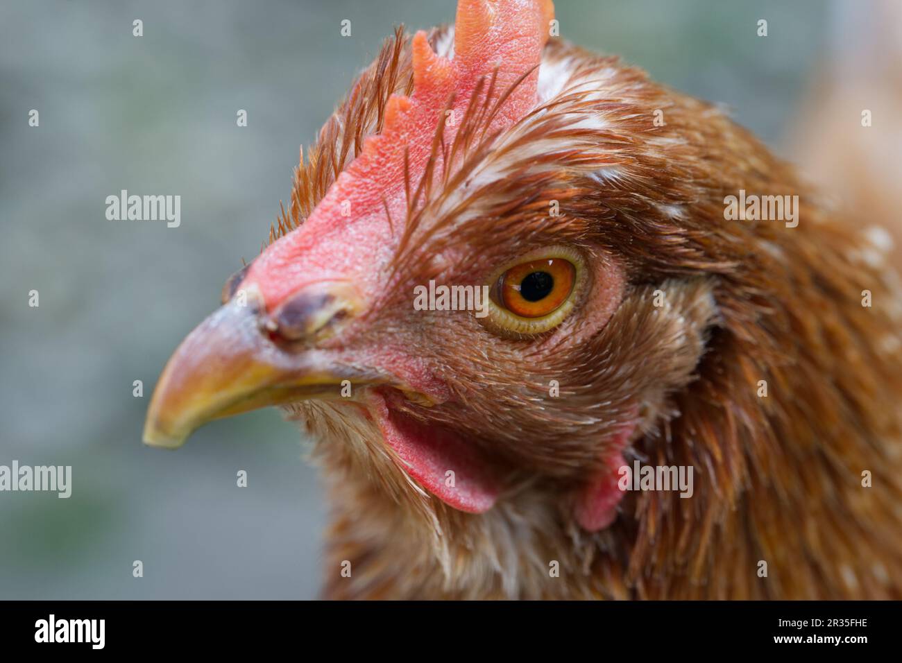 Gallus gallus domesticus - le poulet domestique Banque D'Images